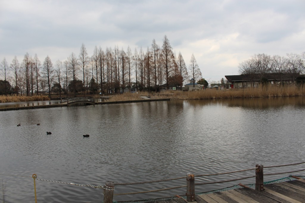 水郷公園は広大。暑い季節にもう一度来てみたい。