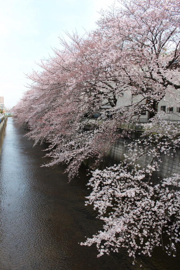 練馬石神井川沿いの桜。ほぼ満開？
