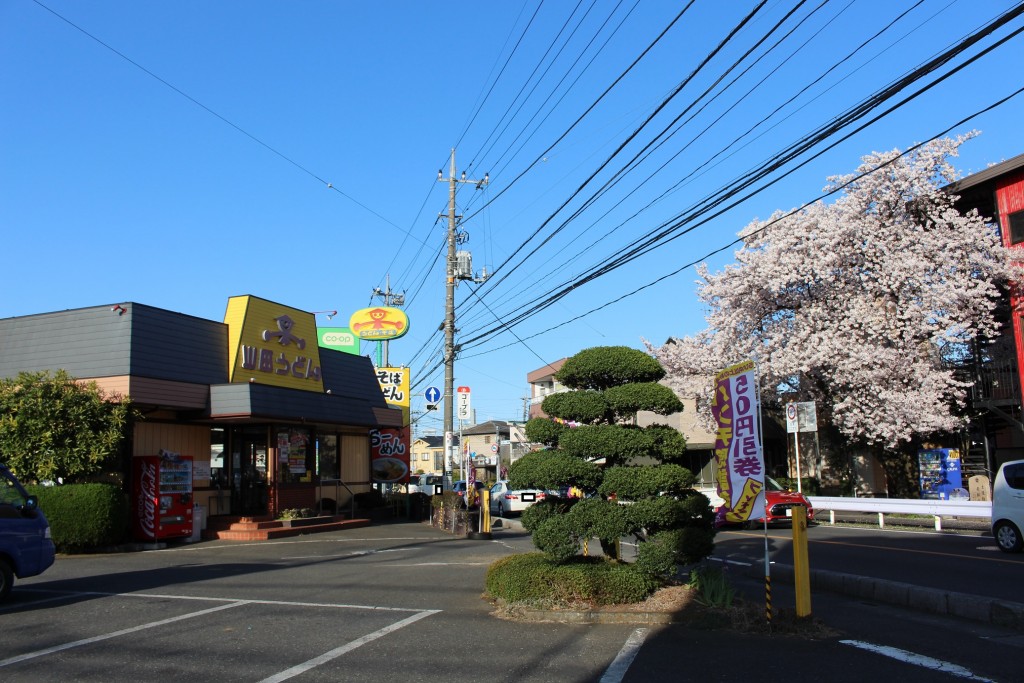 新所沢店の向かいに桜の木が。